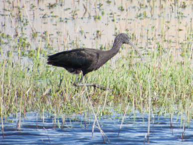 Thumbnail of Glossy Ibis